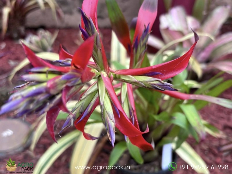 Tillandsia-leoboldiana-Variegated4
