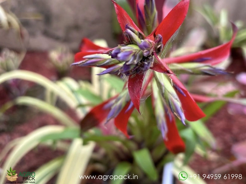 Tillandsia-leoboldiana-Variegated5