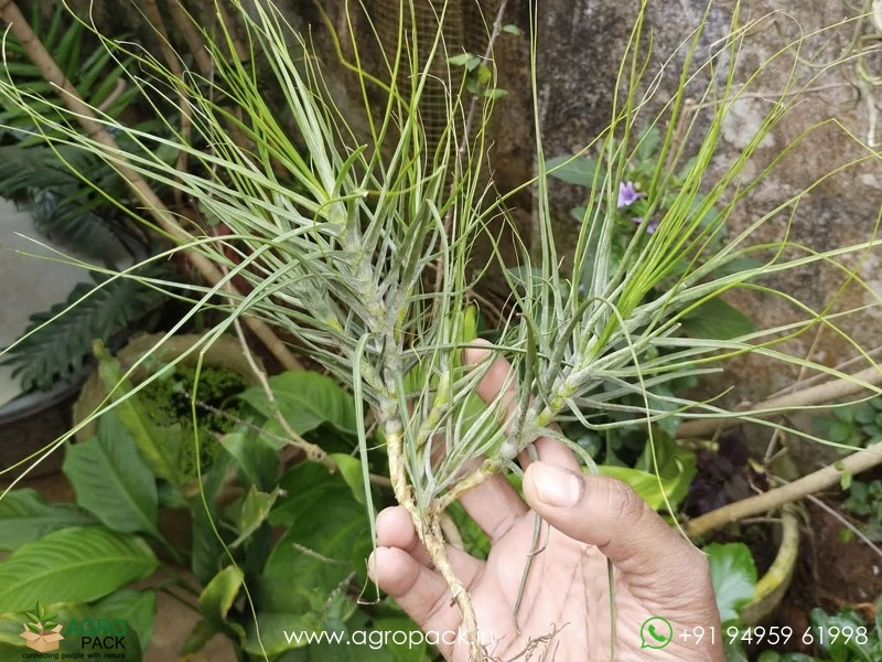 Tillandsia-schideana-Air-Plant1