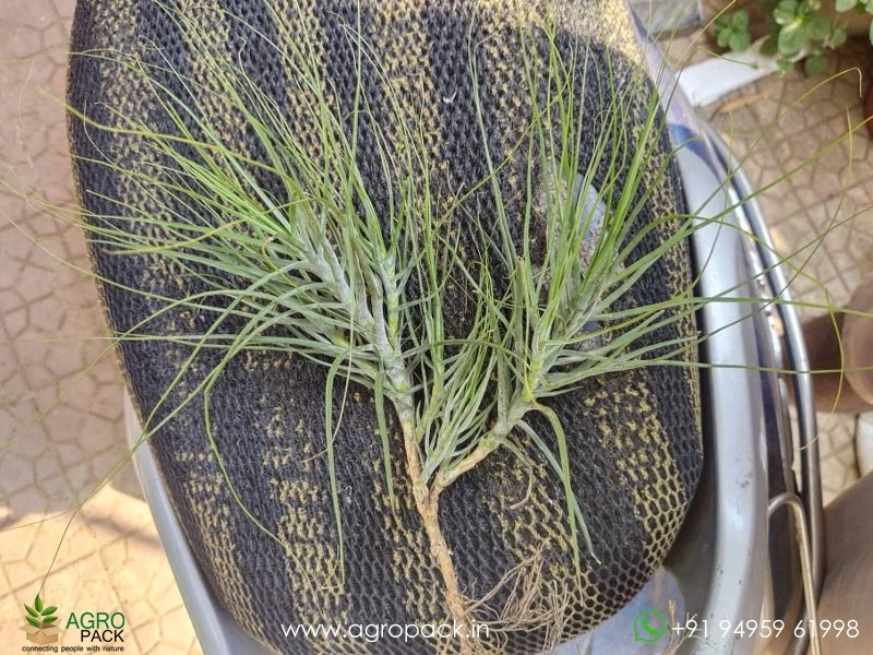 Tillandsia-schideana-Air-Plant2