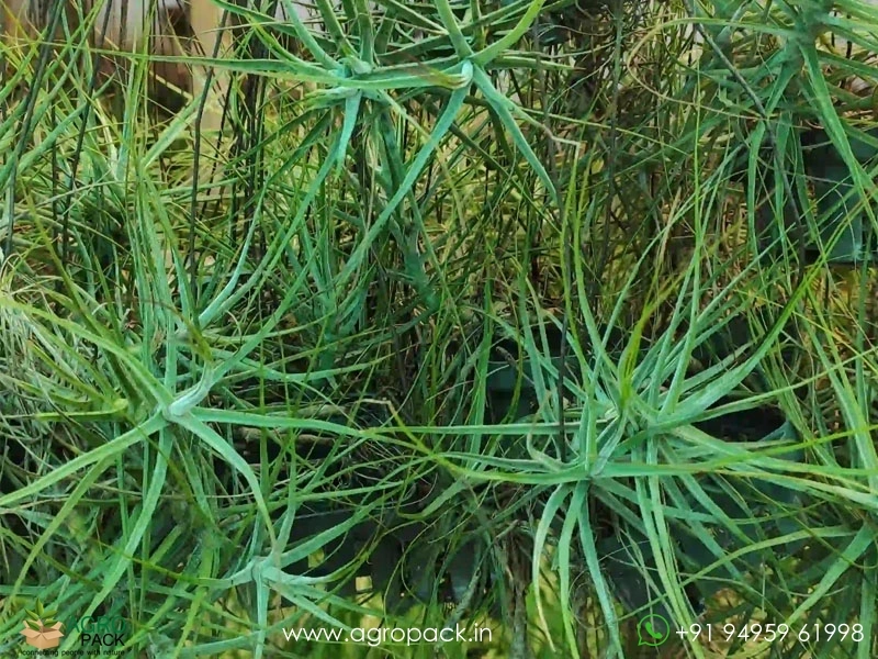Tillandsia-schideana-Air-Plant3