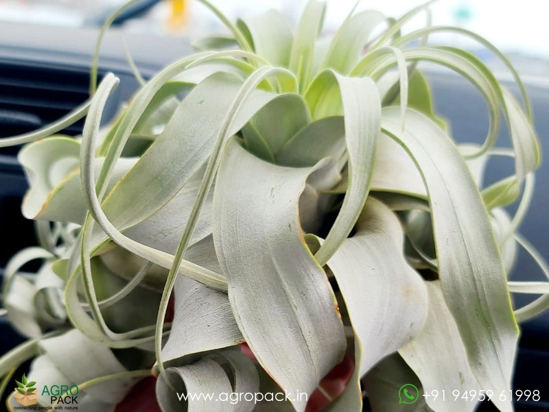Tillandsia-xerographica1
