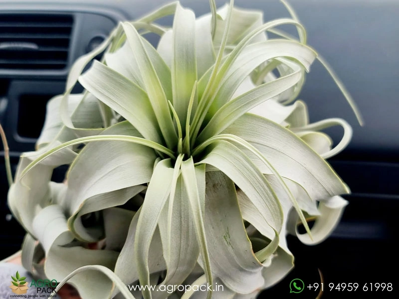 Tillandsia-xerographica2