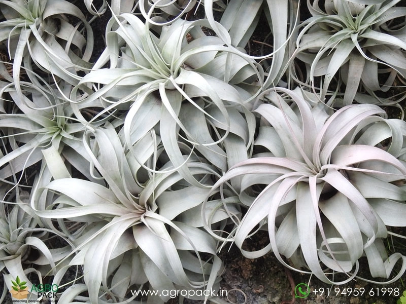 Tillandsia-xerographica3