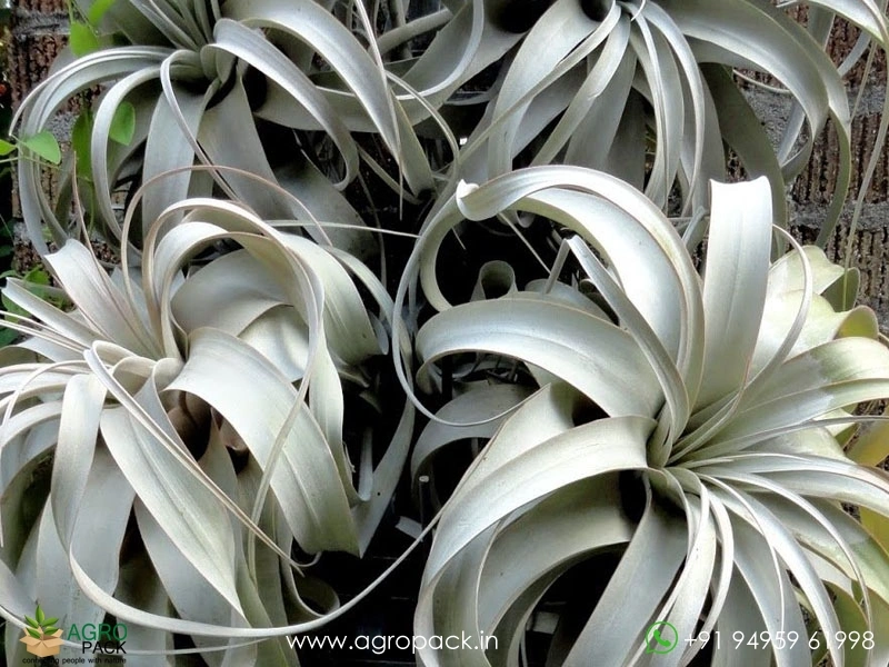 Tillandsia-xerographica4