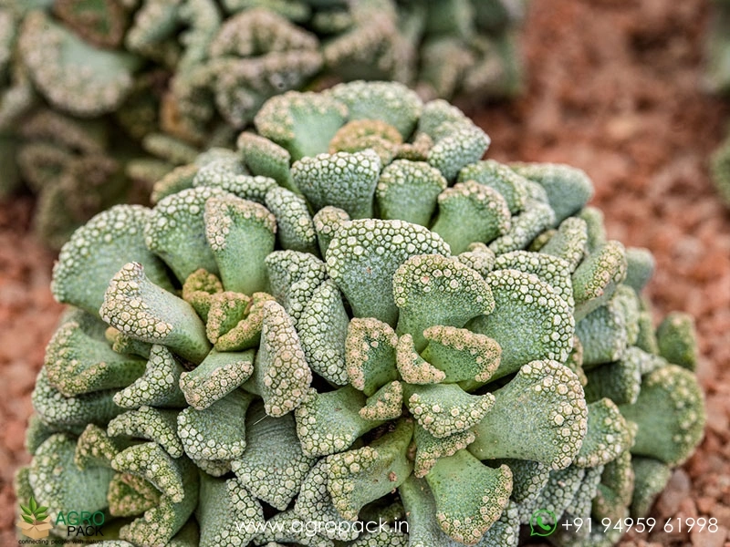 Titanopsis1