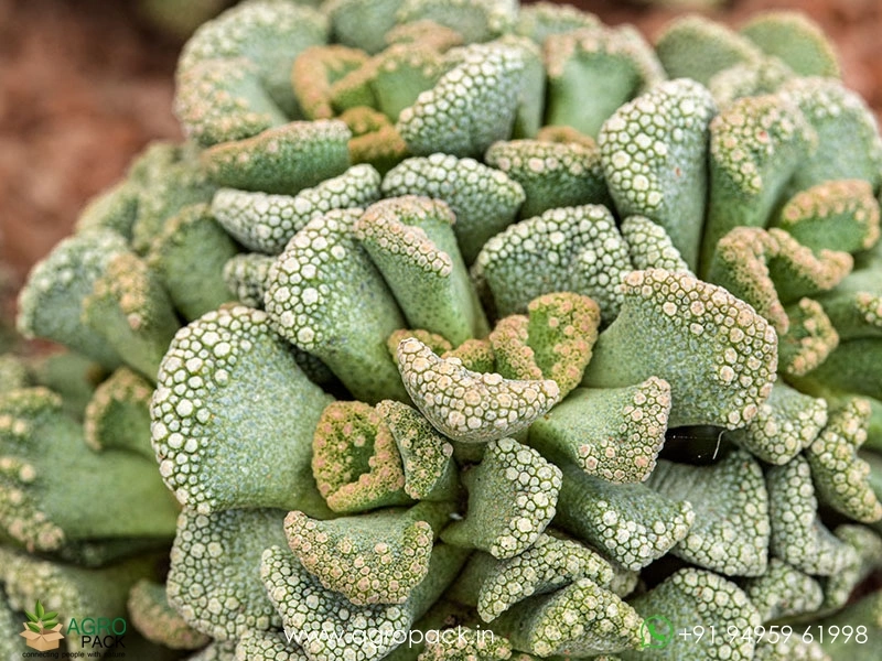 Titanopsis2