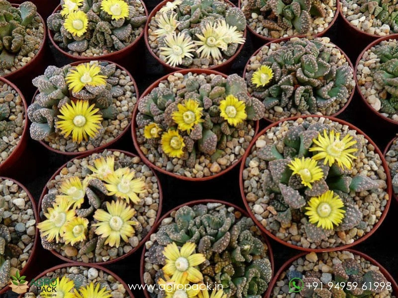 Titanopsis3
