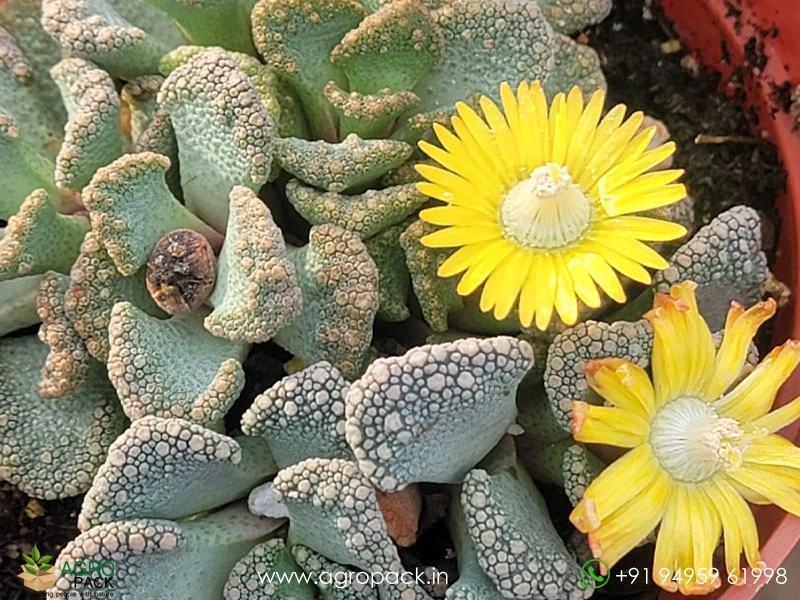 Titanopsis4