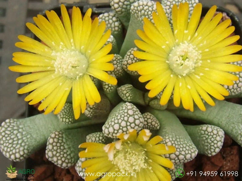 Titanopsis5