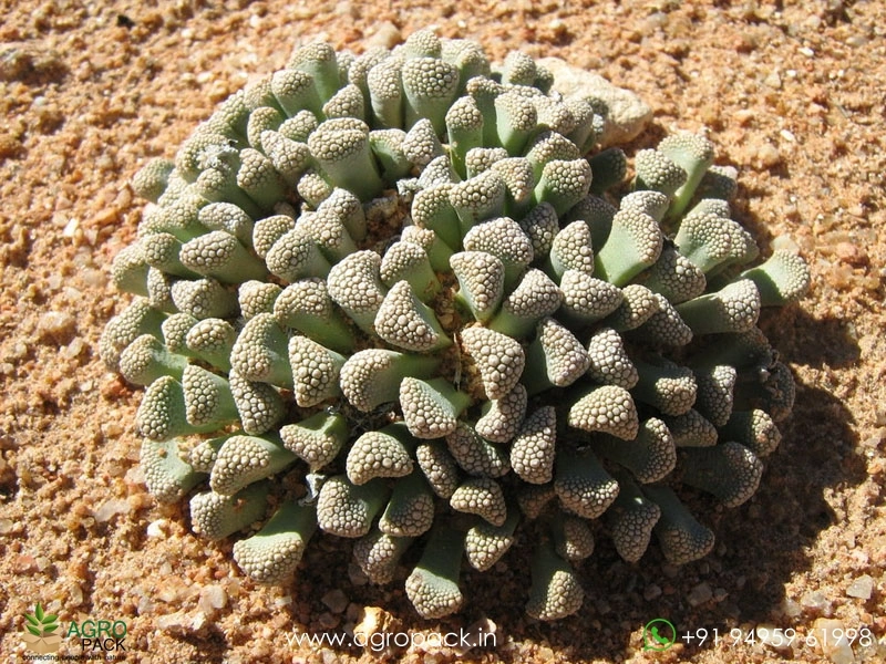 Titanopsis6