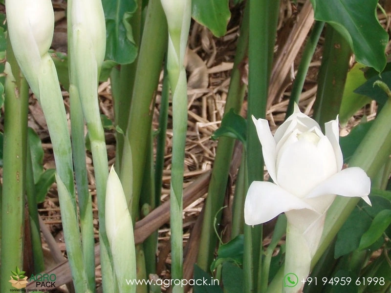 Torch-Ginger-White1