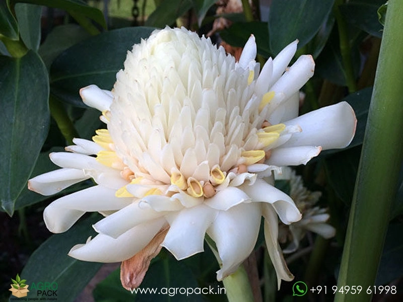 Torch-Ginger-White2