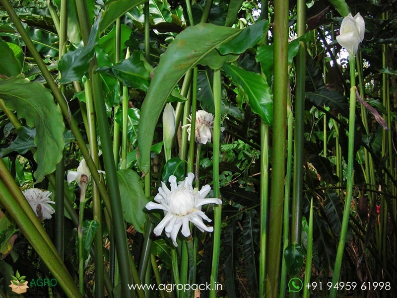 Torch-Ginger-White3