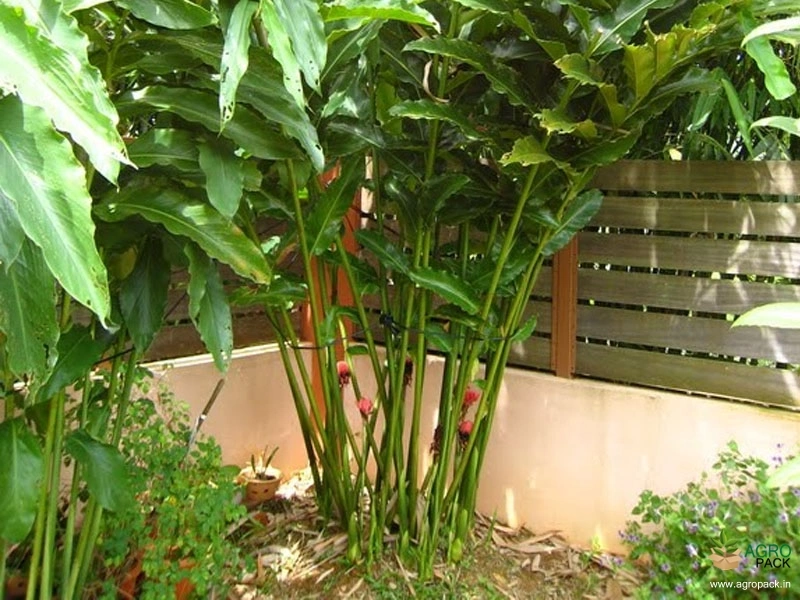 Torch-Ginger3