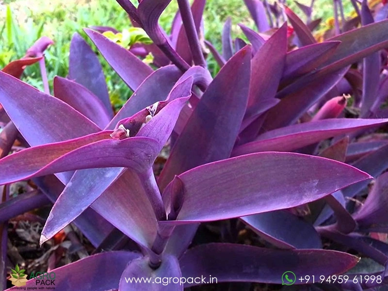 Tradescantia-Purple-Heart1