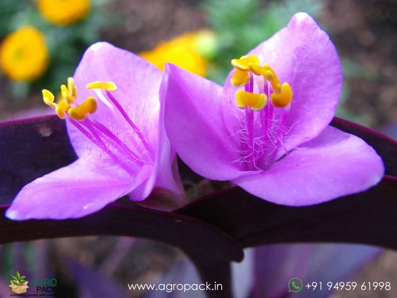 Tradescantia-Purple-Heart2