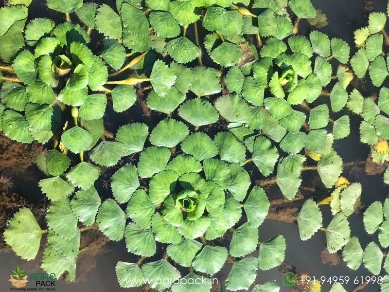 Trapa-natans-Water-Chestnut4