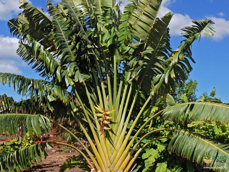 Travelers-Palm2
