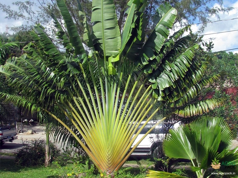 Travelers-Palm3
