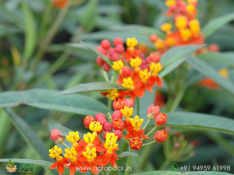 Tropical-Milkweed1