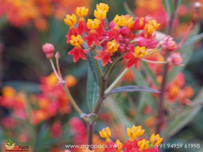 Tropical-Milkweed2