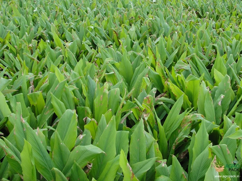 Turmeric4