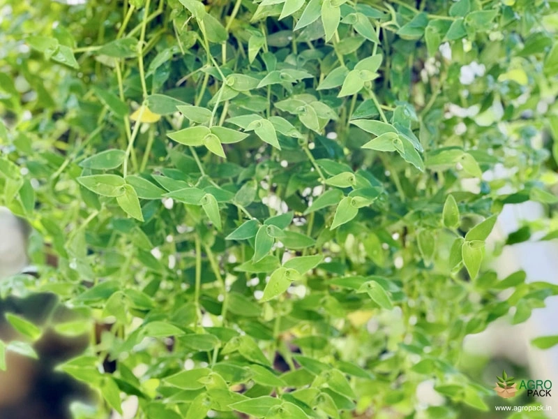 Turtle-Vine2