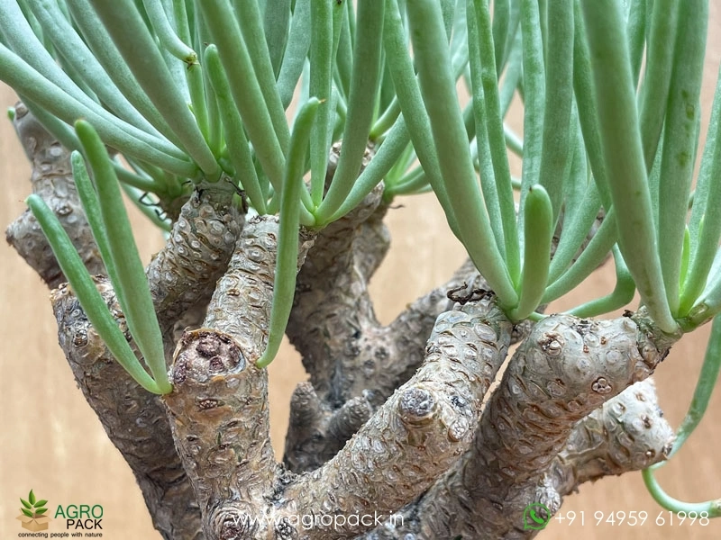 Tylecodon-rubrovenosus1