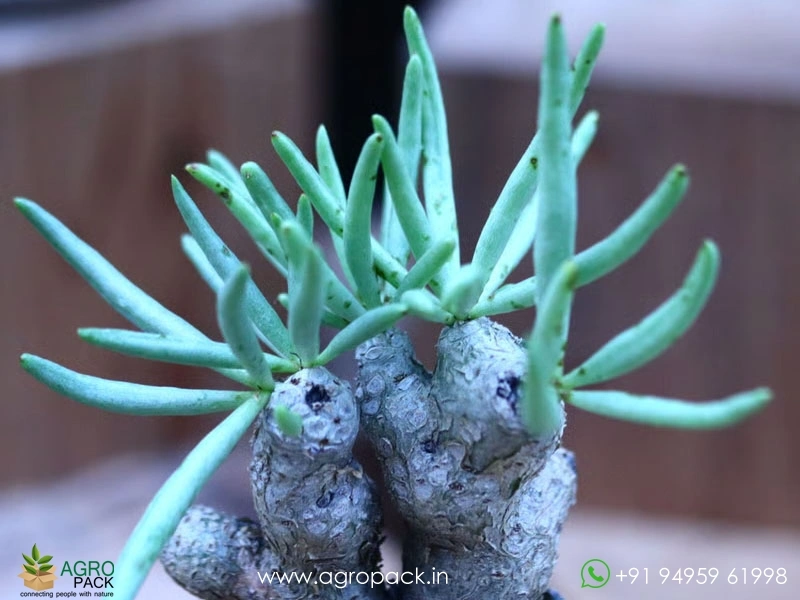 Tylecodon-rubrovenosus2