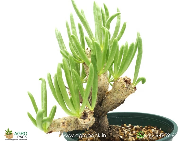 Tylecodon-rubrovenosus3
