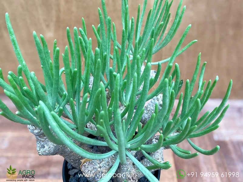 Tylecodon-rubrovenosus4