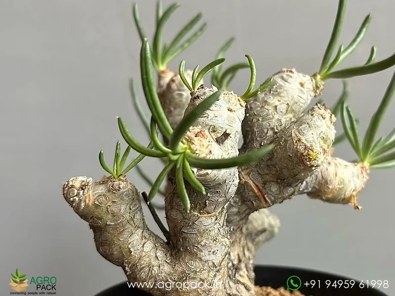 Tylecodon-rubrovenosus5