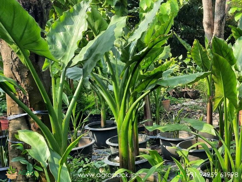 Typhonodorum-lindleyanum-Water-Banana1
