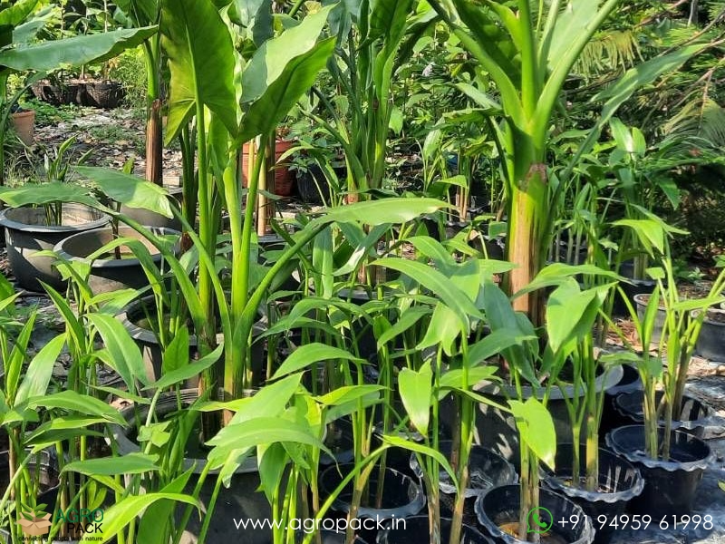 Typhonodorum-lindleyanum-Water-Banana2
