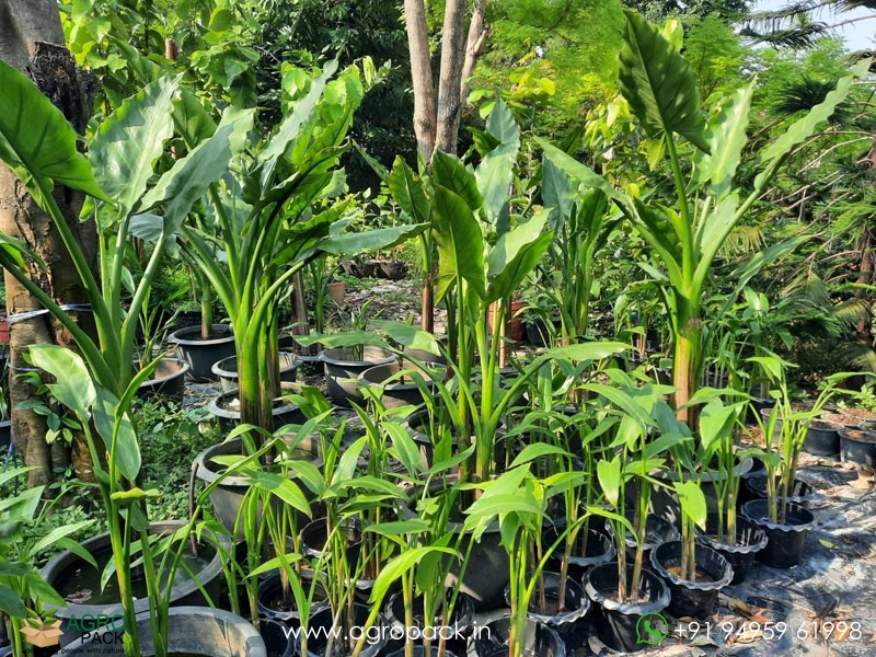 Typhonodorum-lindleyanum-Water-Banana3