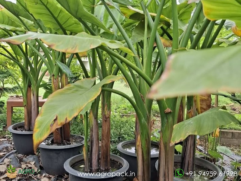 Typhonodorum-lindleyanum-Water-Banana5