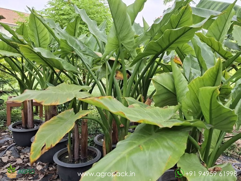 Typhonodorum-lindleyanum-Water-Banana6