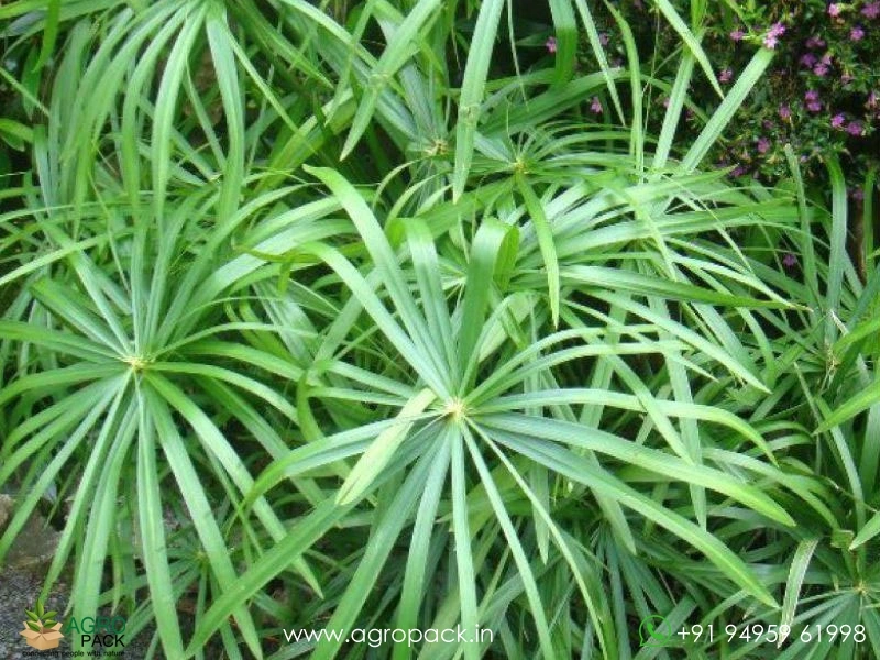 Umbrella-palm1