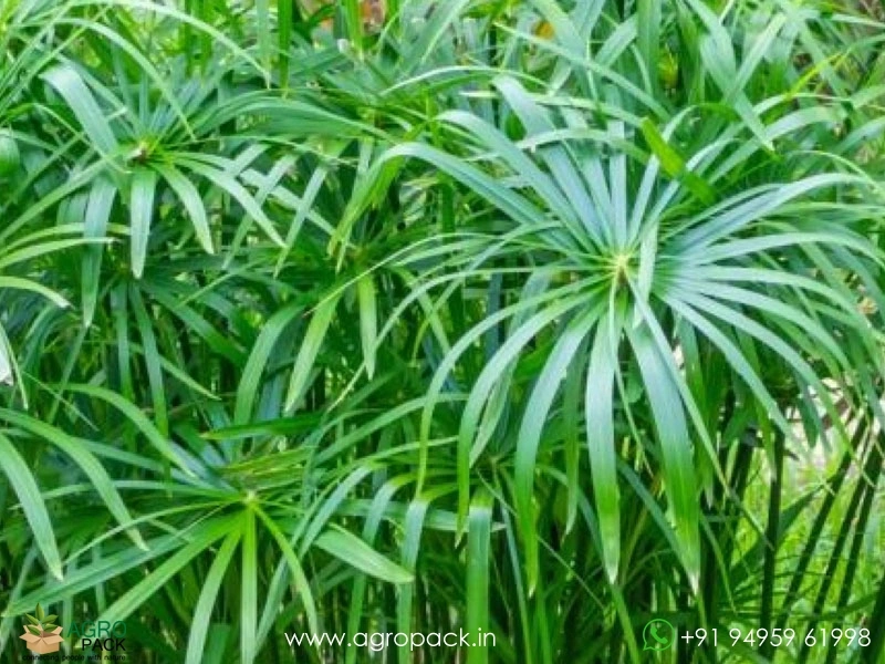 Umbrella-palm2