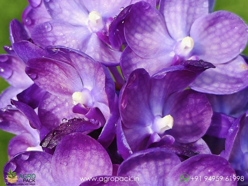 Vandachostylis-Bangsai-Star-Blue-Orchid2