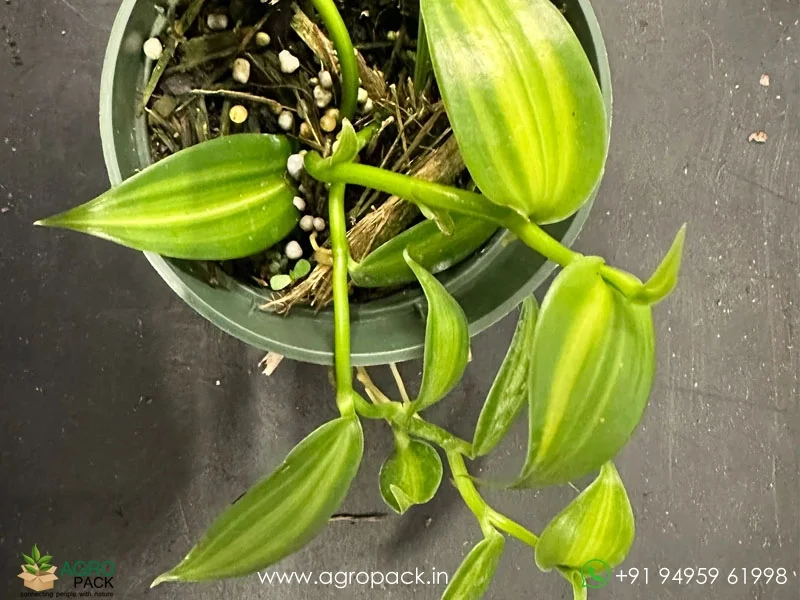 Vanilla-planifolia-Variegata-Variegated-Vanilla1