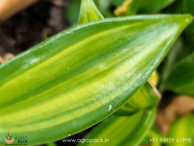 Vanilla-planifolia-Variegata-Variegated-Vanilla2