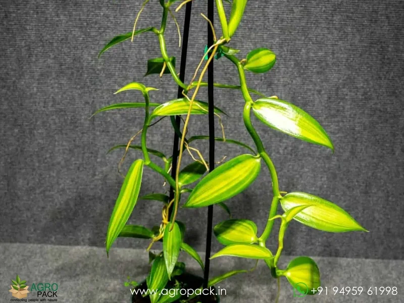 Vanilla-planifolia-Variegata-Variegated-Vanilla3