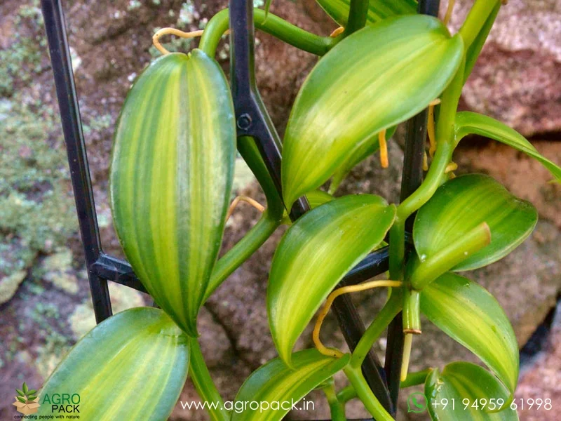 Vanilla-planifolia-Variegata-Variegated-Vanilla4