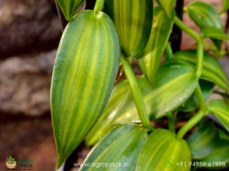 Vanilla-planifolia-Variegata-Variegated-Vanilla6