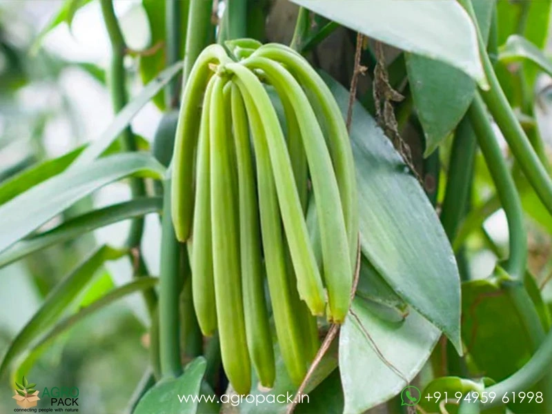 Vanilla5