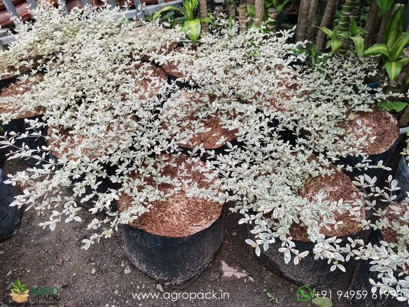 Variegated African Talisay Plant For Sale In India | Online plant nursery