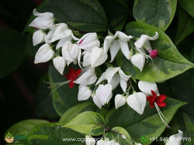 Variegated-Bleeding-Heart-Vine3