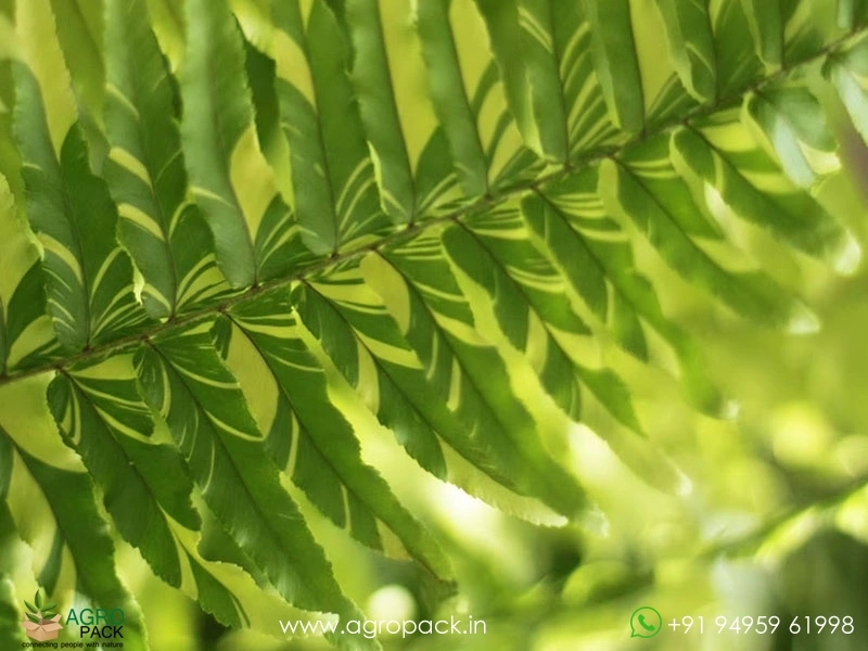Variegated-Boston-Fern2